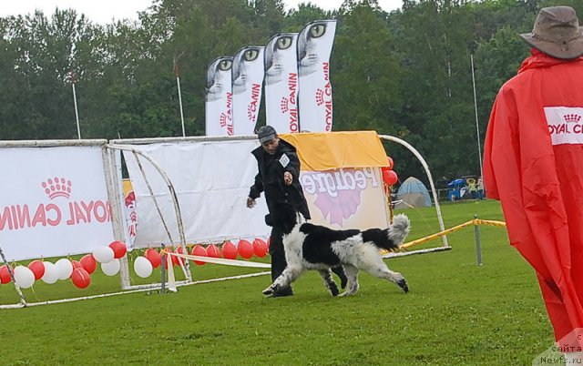 Фото: ньюфаундленд Rosa Mollis Baby Scratch My Back