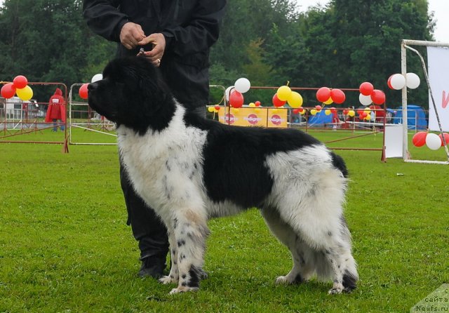 Фото: ньюфаундленд Rosa Mollis Baby Scratch My Back