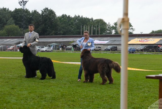 Фото: ньюфаундленд King of Helluland Valmont, ньюфаундленд Take it Slowly Quero