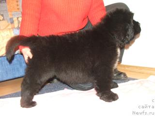 Фото: ньюфаундленд Плюшевая Панда Ингиборг