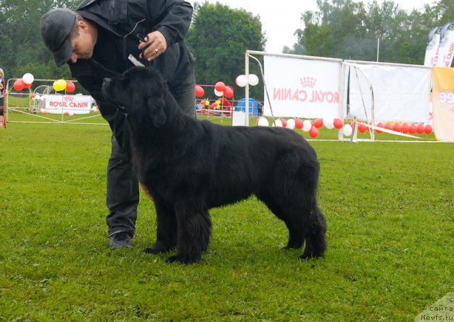 Фото: ньюфаундленд Плюшевая Панда Роскошная Леди Диана (Plushevaya Panda Roskoshnaya Lady Diana)