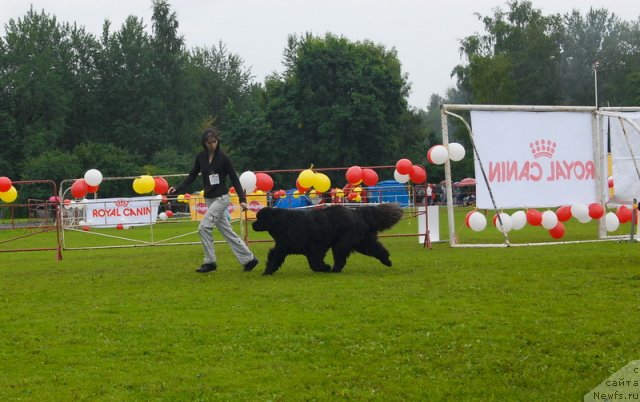 Фото: ньюфаундленд Смигар Нимфея Неотразимая (Smigar Nimfeya Neotrazimaya)
