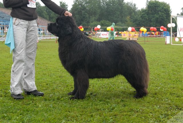 Фото: ньюфаундленд Смигар Нимфея Неотразимая (Smigar Nimfeya Neotrazimaya)