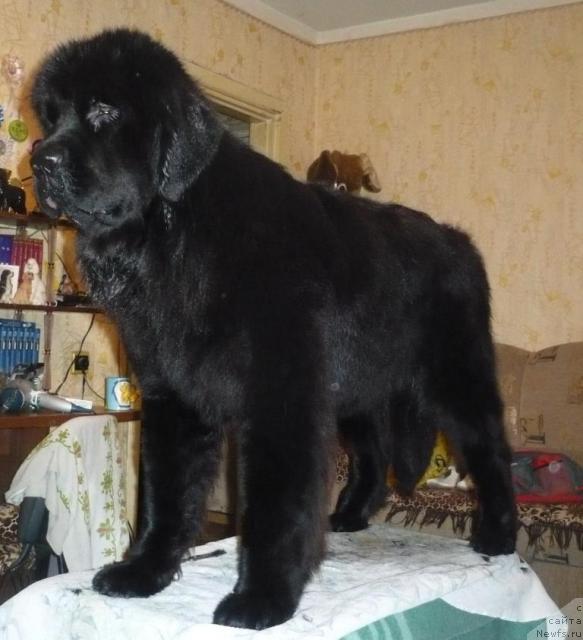 Фото: ньюфаундленд Отрада Моя от Сибирского Медведя