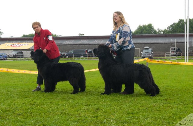 Фото: ньюфаундленд Fairweathers Rare and Precious, ньюфаундленд Сент Джонс Романсе оф Лав (Sent Djons Romance of Love)
