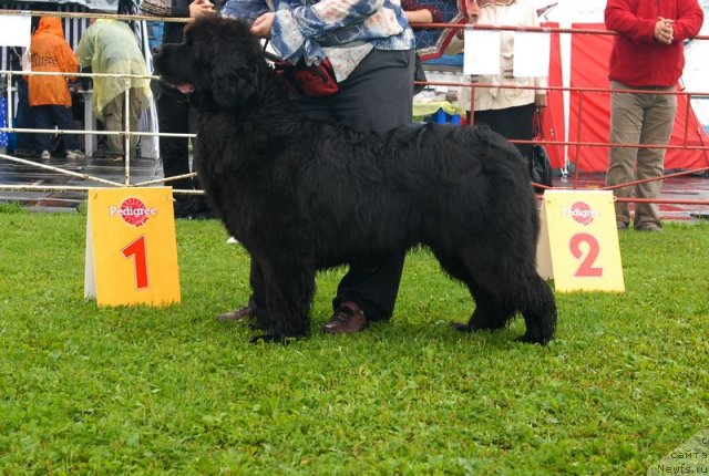 Фото: ньюфаундленд Сент Джонс Романсе оф Лав (Sent Djons Romance of Love)