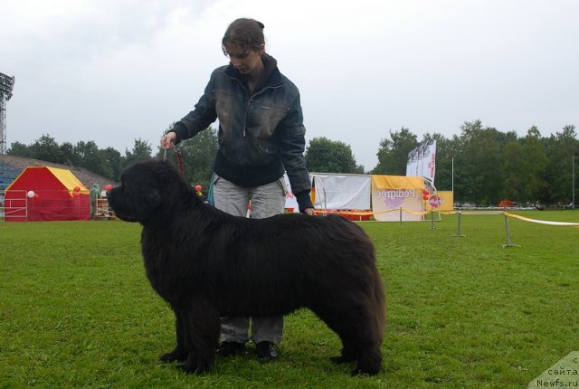 Фото: ньюфаундленд Смигар Нимфея Неотразимая (Smigar Nimfeya Neotrazimaya)