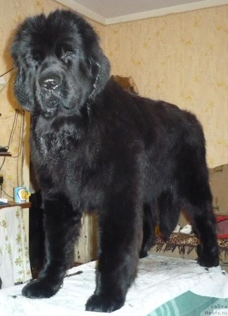 Фото: ньюфаундленд Отрада Моя от Сибирского Медведя