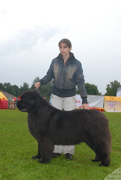 Фото: ньюфаундленд Смигар Нимфея Неотразимая (Smigar Nimfeya Neotrazimaya)