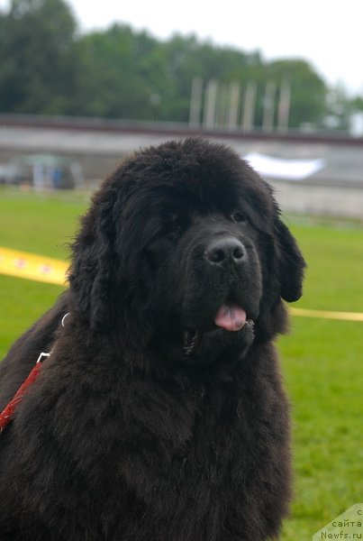 Фото: ньюфаундленд Смигар Нимфея Неотразимая (Smigar Nimfeya Neotrazimaya)