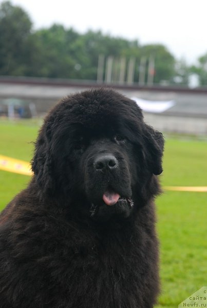 Фото: ньюфаундленд Смигар Нимфея Неотразимая (Smigar Nimfeya Neotrazimaya)