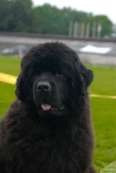 Фото: ньюфаундленд Смигар Нимфея Неотразимая (Smigar Nimfeya Neotrazimaya)