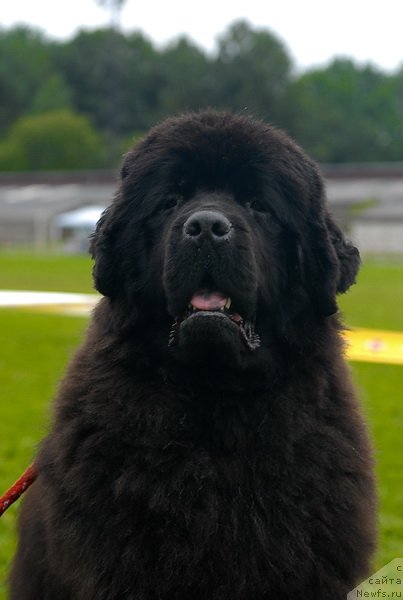 Фото: ньюфаундленд Смигар Нимфея Неотразимая (Smigar Nimfeya Neotrazimaya)