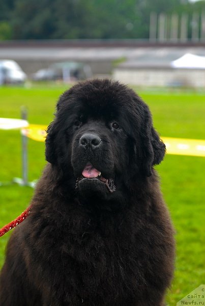 Фото: ньюфаундленд Смигар Нимфея Неотразимая (Smigar Nimfeya Neotrazimaya)