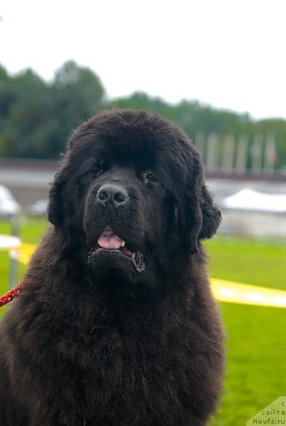 Фото: ньюфаундленд Смигар Нимфея Неотразимая (Smigar Nimfeya Neotrazimaya)