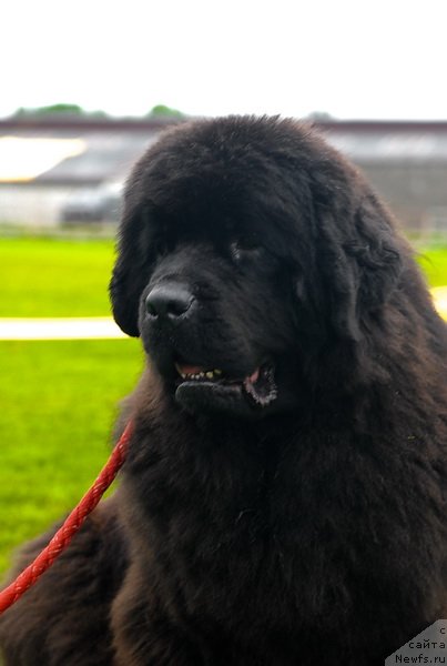 Фото: ньюфаундленд Смигар Нимфея Неотразимая (Smigar Nimfeya Neotrazimaya)