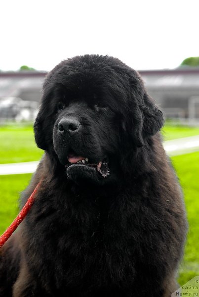 Фото: ньюфаундленд Смигар Нимфея Неотразимая (Smigar Nimfeya Neotrazimaya)