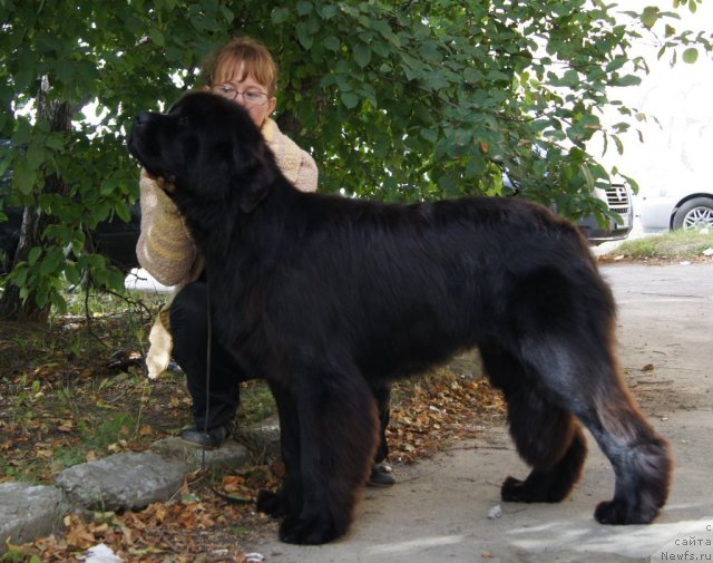 Фото: ньюфаундленд Их Высочество Гиацинта Бриз