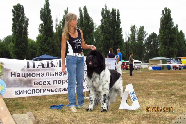 Фото: ньюфаундленд Плюшевая Панда Стиль-Санкт-Петербурга