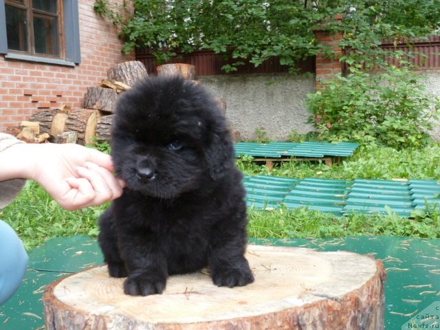 Фото: ньюфаундленд Супер Премиум  Инсбрук