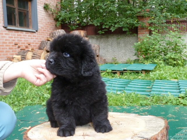 Фото: ньюфаундленд Супер Премиум  Инсбрук