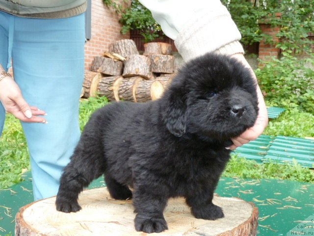 Фото: ньюфаундленд Супер Премиум  Инсбрук