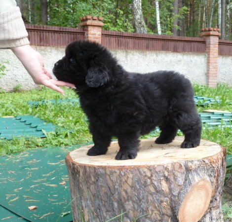 Фото: ньюфаундленд Супер Премиум  Инсбрук