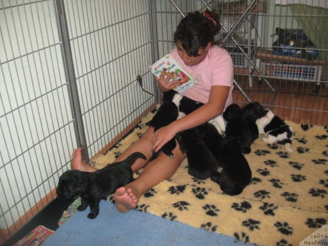 Фото: ньюфаундленд Питерньюф Живанши