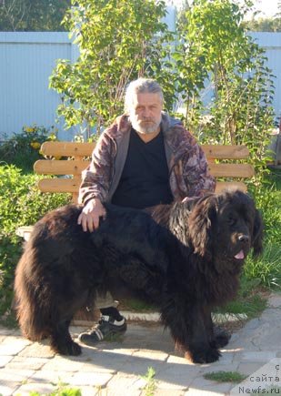 Фото: ньюфаундленд Сент Джонс Орфей