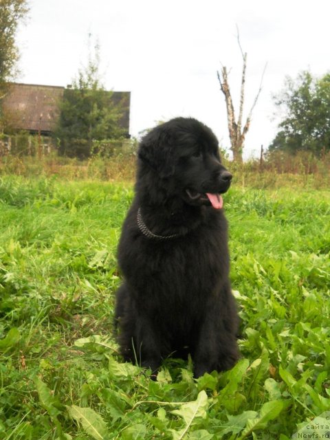 Фото: ньюфаундленд Фанньюф Альфелина Бледанс