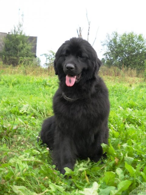 Фото: ньюфаундленд Фанньюф Альфелина Бледанс