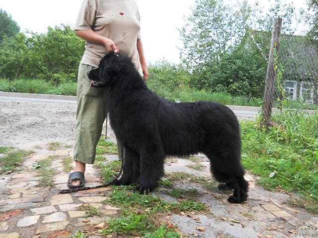 Фото: ньюфаундленд Фанньюф Альфелина Бледанс