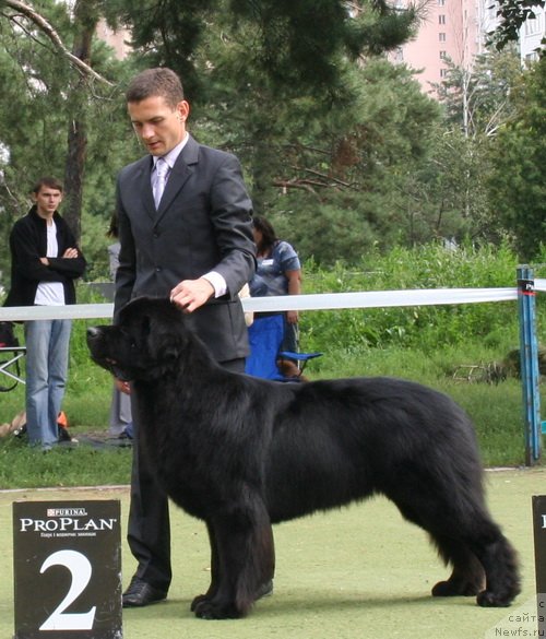 Фото: ньюфаундленд Акватория Келвин Куинджи