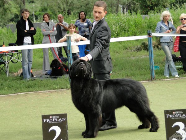 Фото: ньюфаундленд Акватория Келвин Куинджи