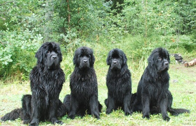 Фото: ньюфаундленд Талула Белл (Talula Bell), ньюфаундленд Целого Мира Мало из Аркаима (Tselogo Mira Malo iz Arkaima), ньюфаундленд Центр Мироздания из Аркаима (Tsentr Mirozdaniya iz Arkaima), ньюфаундленд Циннамон БельФра Шармэль из Аркаима (Tsinnamon Bel' Fra Sharmel iz Arkaima)