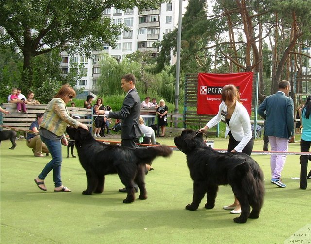 Фото: ньюфаундленд Акватория Келвин Куинджи