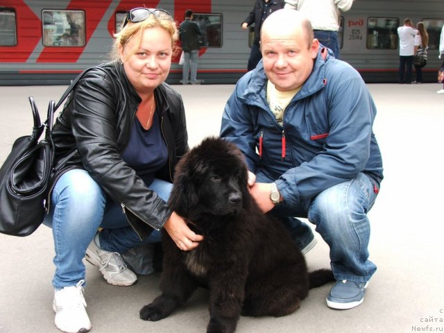 Фото: ньюфаундленд Плюшевая Панда Устинья Савельевна (Plushevaya Panda Ustinja Savelevna)