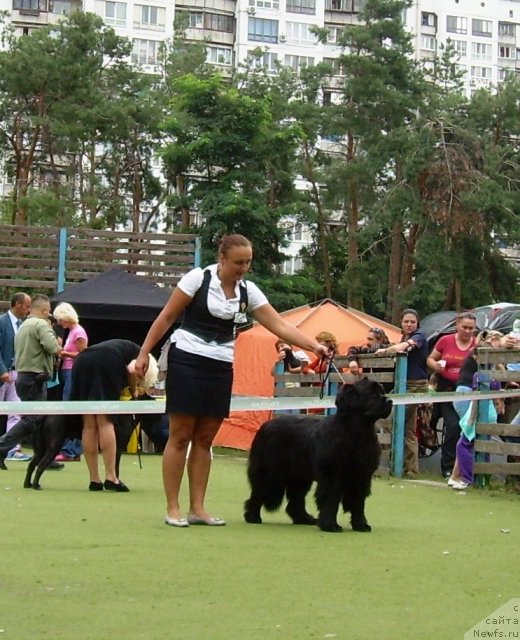 Фото: ньюфаундленд Чаривна Черепашка Большой Малыш (Charivna Cherepashka Bolshoj Malysh)
