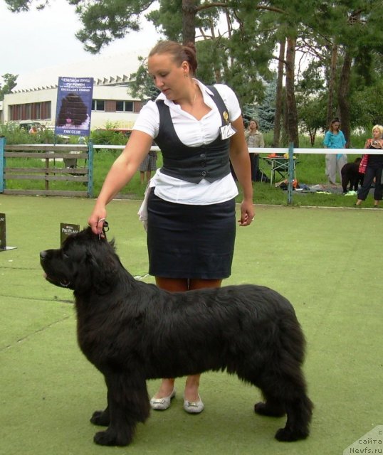 Фото: ньюфаундленд Чаривна Черепашка Большой Малыш (Charivna Cherepashka Bolshoj Malysh)