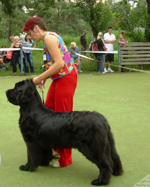 Фото: ньюфаундленд Чинара Большой Малыш (Chinara Bolshoj Malysh)