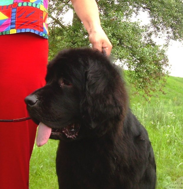 Фото: ньюфаундленд Чинара Большой Малыш (Chinara Bolshoj Malysh)