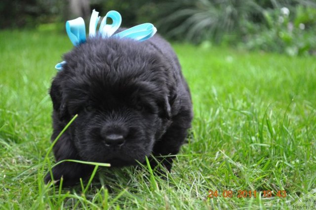 Фото: Papy Black Pretender Kazko Slupski and, ньюфаундленд Звезда Ростова с Берега Дона (Zvezda Rostova s Berega Dona)