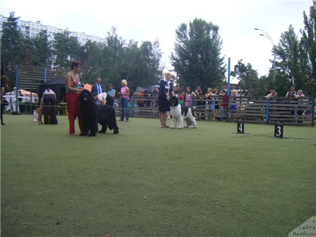 Фото: ньюфаундленд Bigbrother iz Volotova