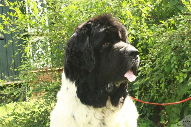 Фотография № 75638