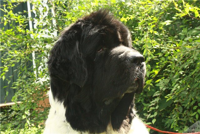 Фотография № 75639