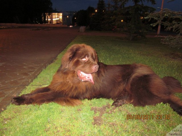 Фото: ньюфаундленд Повелитель Великих Озер