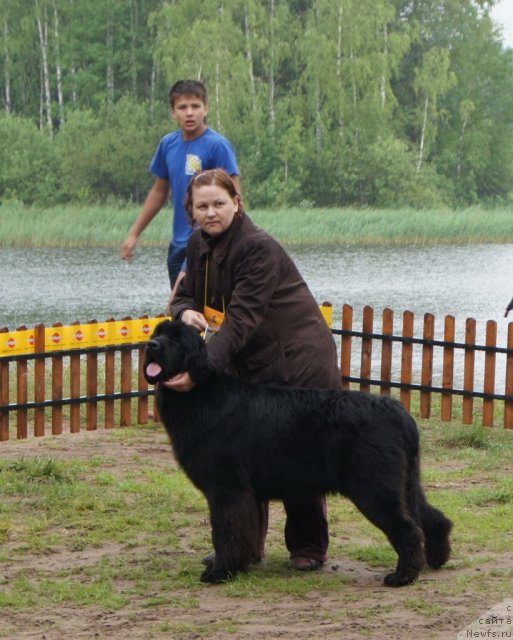 Фото: ньюфаундленд Акватория Келвин Оут оф зе Блю (Aquatoriya Kelvin Out of The Blue)