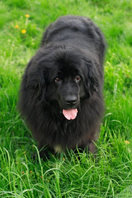 Фото: ньюфаундленд Вожди Атлантиды Габби