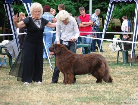 Фото: ньюфаундленд Октябрина с Берега Дона (Oktjabrina s Berega Dona)