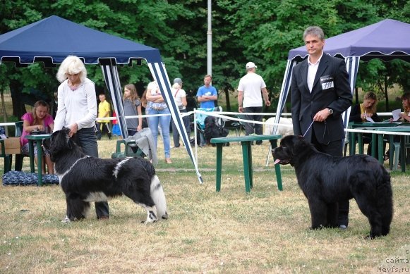 Фото: ньюфаундленд Armani Van Zebr Super Mishka, ньюфаундленд Lennon Mister Newf
